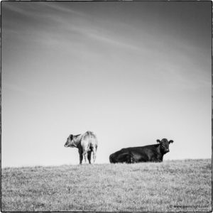 koeien2