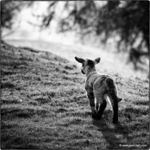 lammetje_BW2
